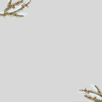 Jojoba-Öl - für Minimalist:innen und alle, die unkomplizierte Pflege lieben